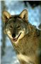 “Stakeholder Meeting on Red Wolf Ecotourism in North Carolina” Thumbnail